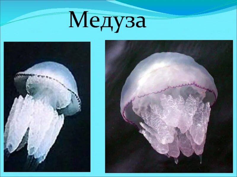 Медуза 2 класс. Медуза 2 класс. Медуза аурелия ушастая презентация. Медуза интересные факты для детей. Свободноплавающие медузы.