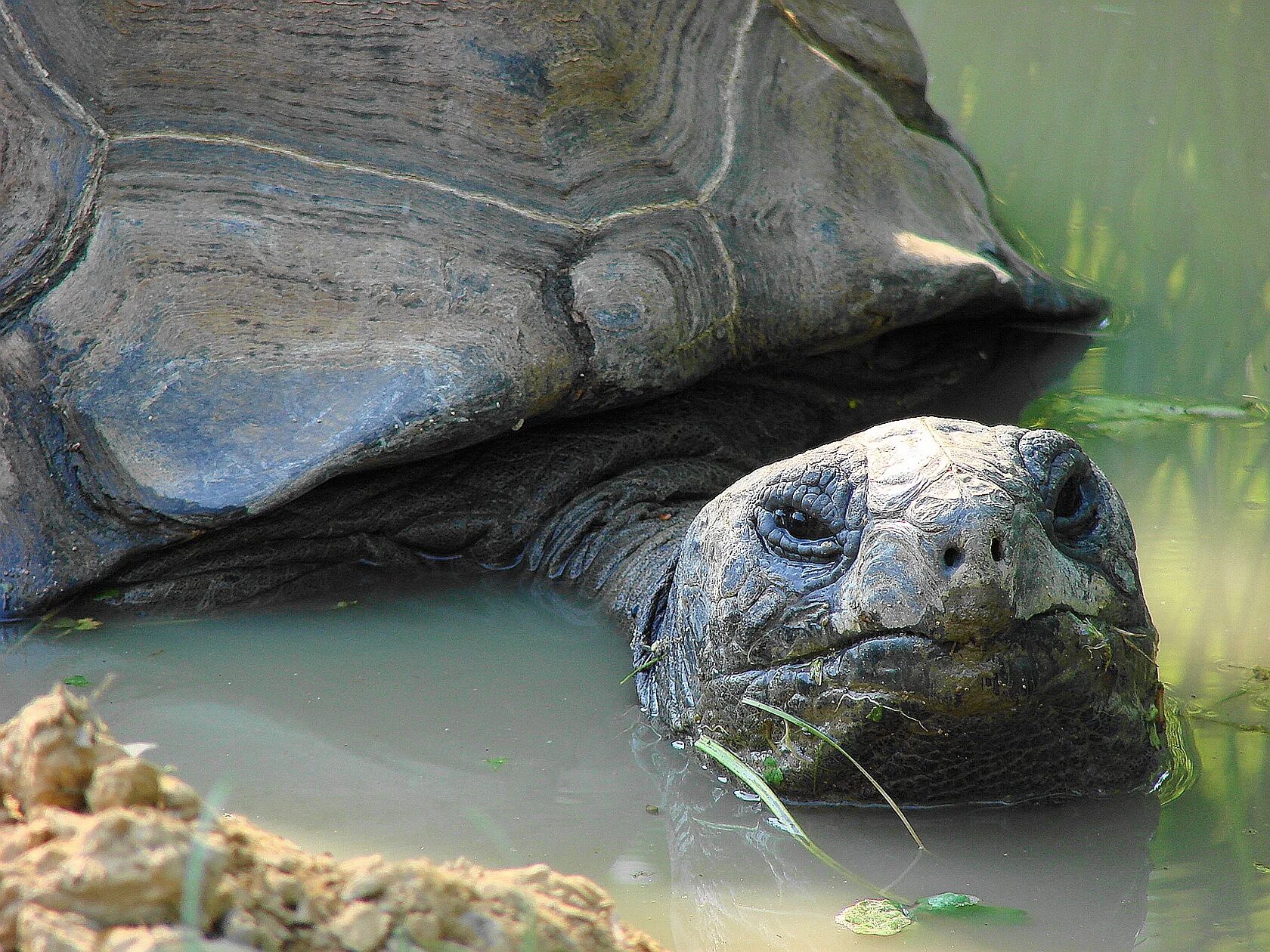 Альдабра черепаха. Дермохелис черепаха. Aldabra giant Tortoise. Остров Альдабра с гигантскими черепахами