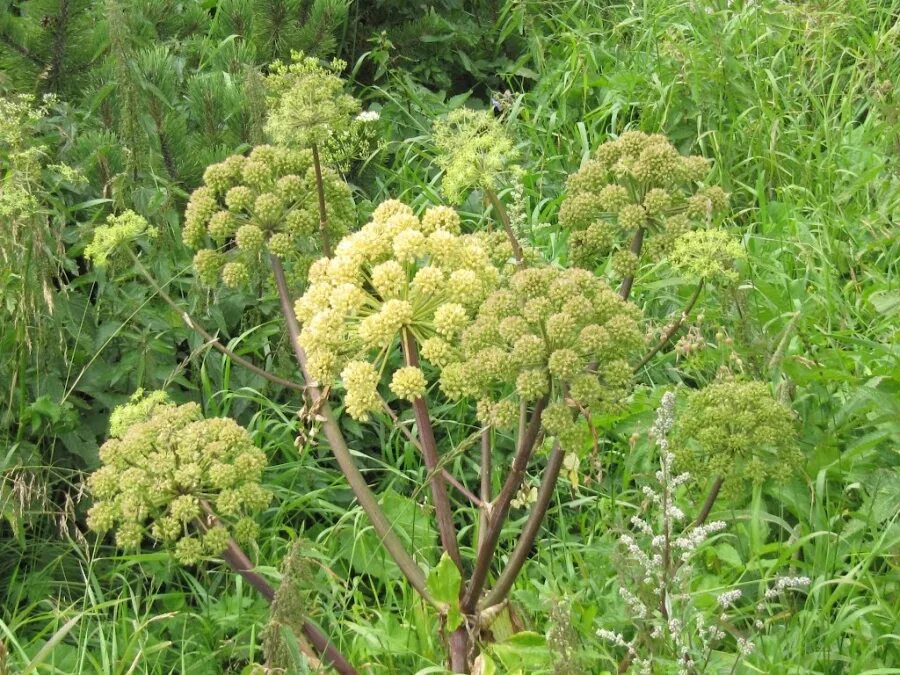 дудник дягиль. дудник дягиль. дягиль (дудник) корень. дудник ангелика дягиль. дудник растение.