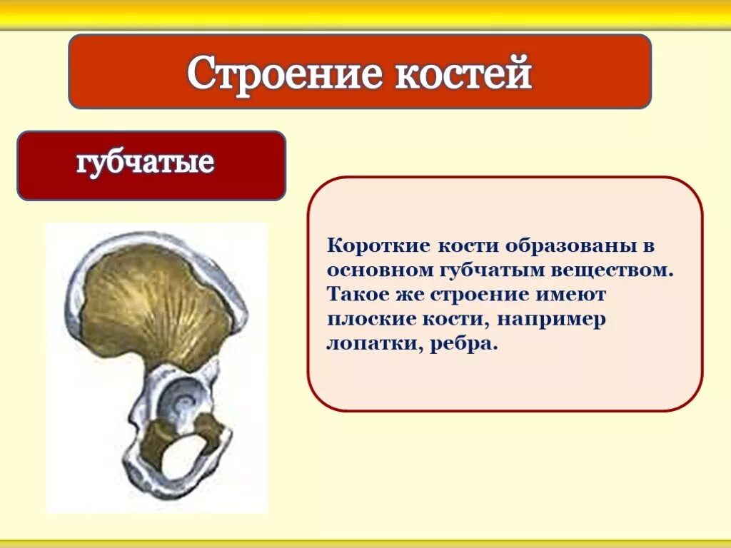 Костя образованные