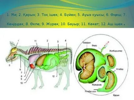 Әкесінің порно суреттері