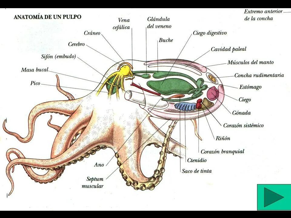 Анатомия осьминога. Строение осьминога. Внешний вид и внутреннее строение осьминога. Внешнее строение осьминога.
