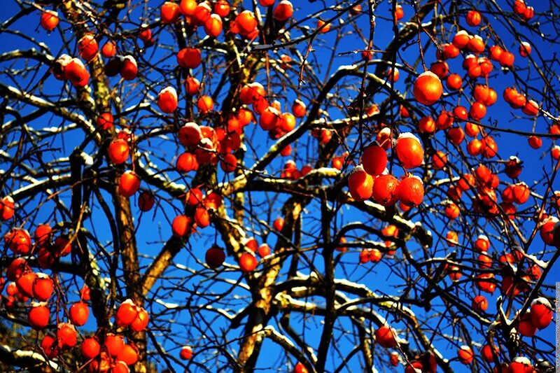 азгил мушмула. дерево хурма королек банзай. хурма королек дерево. мушмула хурма. хурма королек дерево.