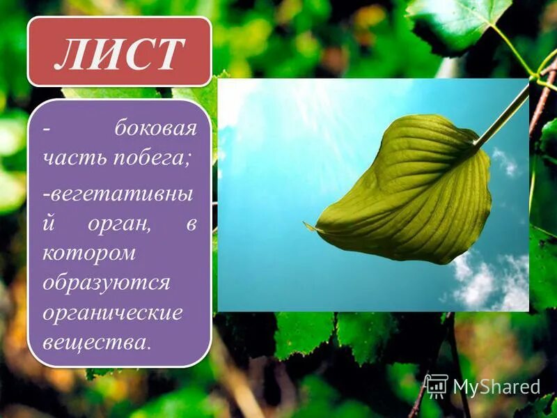 Вывод по теме внешнее строение листа. Лист боковая часть побега. лист боковой орган побега. листы и органы которые образуются. функции листа.