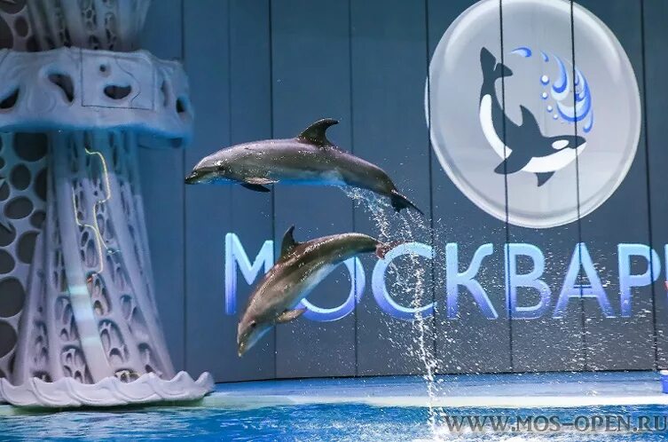 Дельфинариум Москвариум. Дельфинарий на ВВЦ. Дельфинариум в Москве. Дельфинарий в Москве на ВДНХ.