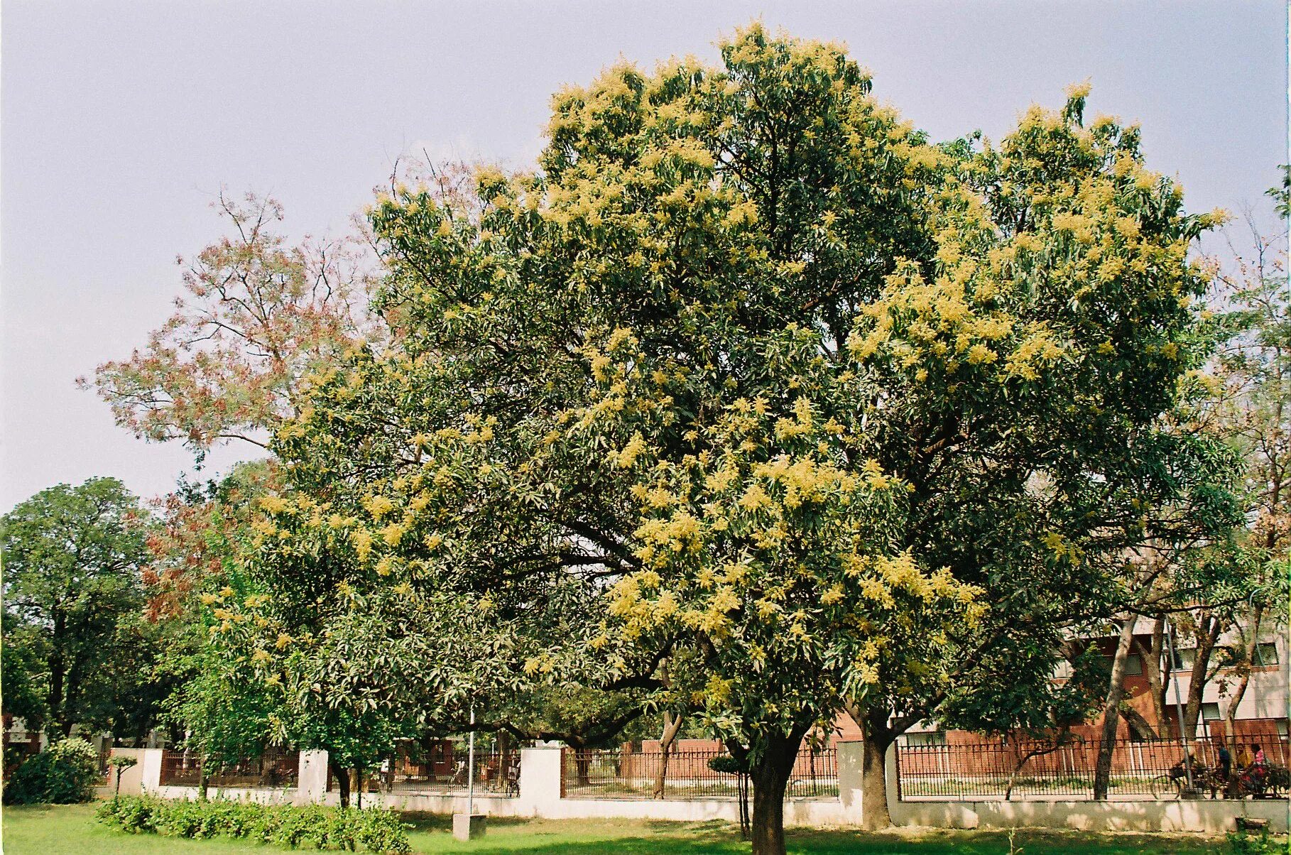 Цветущее дерево манго. Цветущее манговое дерево. Цветение мангового дерева. Дерево манго цветет.