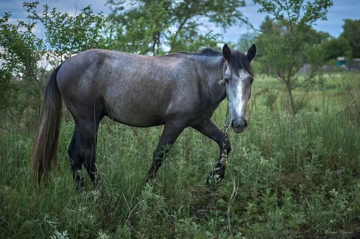 жеребец 2. ганноверская лошадь элитар. Stallion 2. жеребец 2. купля продажа коней в судже.
