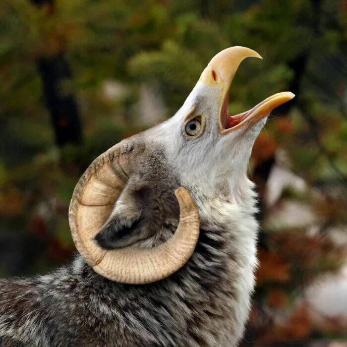 скрестить 2 фото