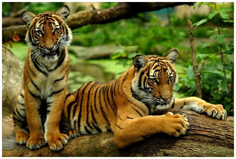 Сохранение тигров. Бенгальский тигр вес. Tiger subspecies. Protecting animals Tiger. People must try Feed Tigers at the Zoo.