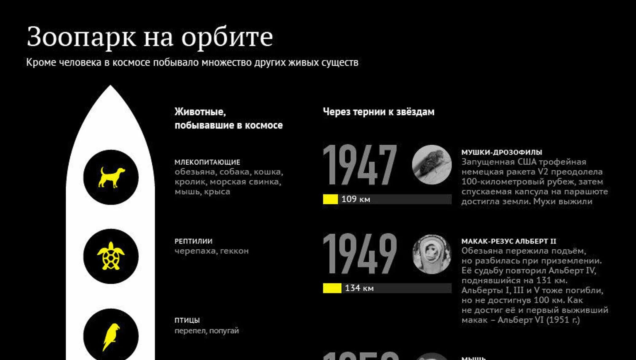 Сосчитайте сколько человек побывало в космосе. Зоопарк на орбите. животные в космосе инфографика. инфографика космическое питание. точное количество животных побывавших в космосе.