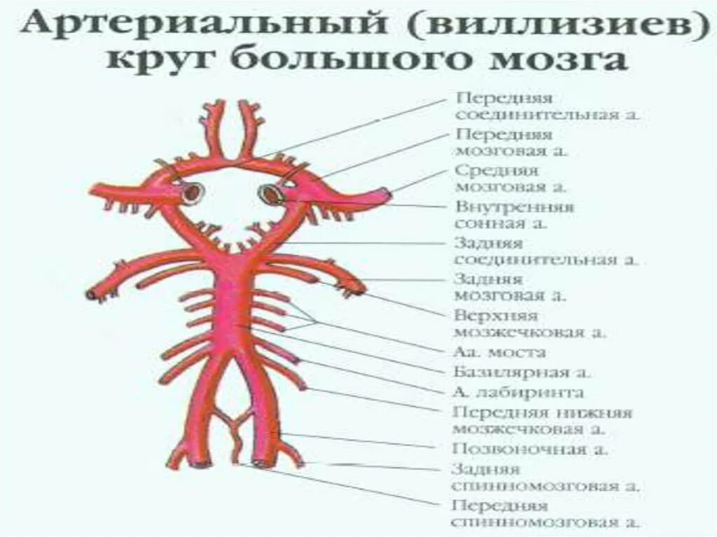 Виллизиев круг строение. Виллизиев круг. Виллизиев круг анатомия. Виллизиев круг схема. Кровоснабжение головного мозга, Виллизиева круга.