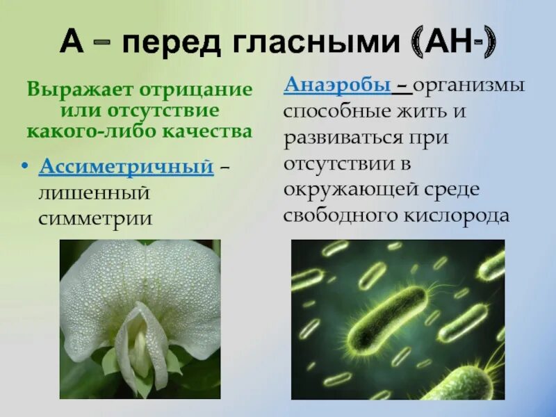 Организм живущий только при отсутствии кислорода. Растения анаэробы. Организм способный жить без кислорода. Организмы способные жить только в присутствии кислорода. Микробы живущие и развивающиеся при отсутствии кислорода называют.