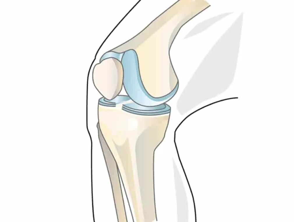 Коленный сустав рычаг физика. Коленный сустав сбоку. Коленный сустав схематично. Изображение коленного сустава.