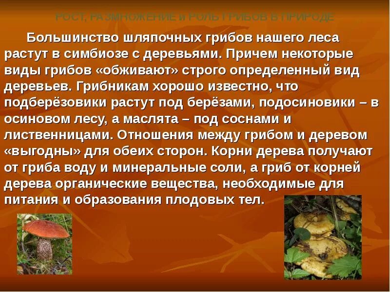 Сообщение о грибах. Разнообразие грибов. Шляпочные грибы биология. Доклады о грибах на тему грибы.