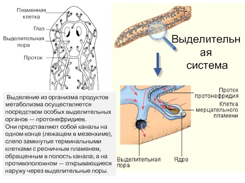 Протонефридий система органов. Выделительная система представлена протонефридиями. плоские черви протонефридии. протонефридии у плоских червей. терминальные клетки у плоских червей это.
