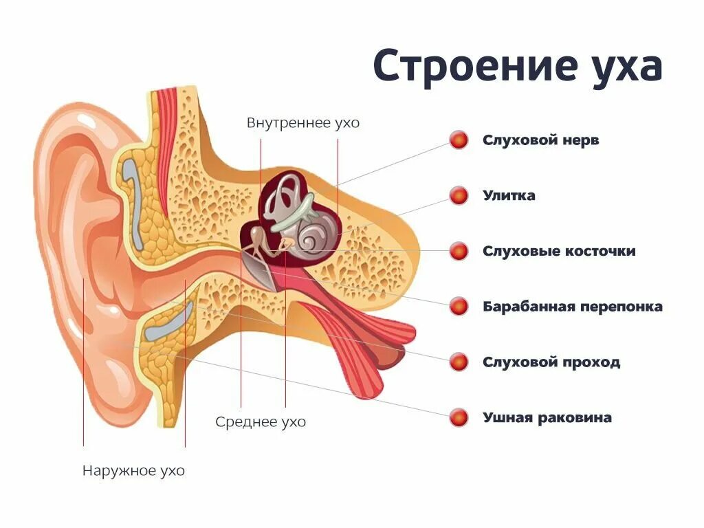 Орган слуха расположение строение функции