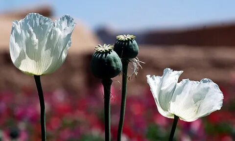 Poppy plant