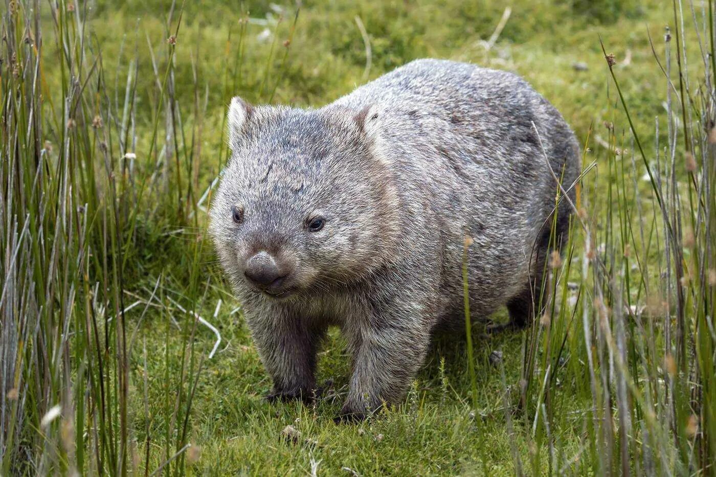 Wombat перевод. Животные Австралии вомбат. Сумчатый вомбат. Австралийский зверек вомбат. Северный шерстоносый вомбат.