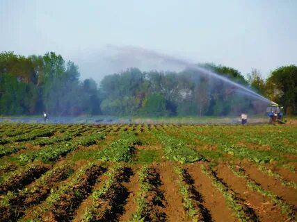 На поливных землях собирали с гектара