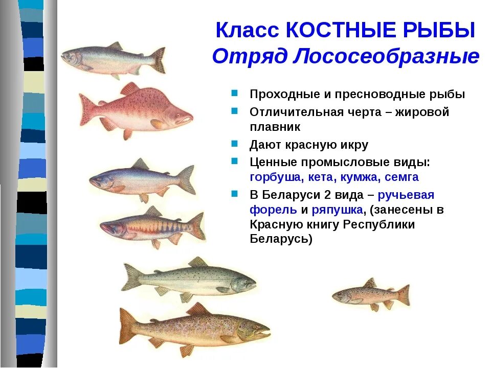 3 признака хрящевых рыб. Отряды костных рыб и их представители. Классификация лососеобразных рыб. Отряды костистых Лососеобразные. Отряд Сельдеобразные Лососеобразные.