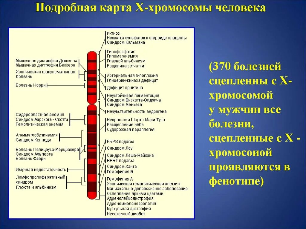 Отсутствие х хромосомы у мужчин. Подробная карта х-хромосомы человека. Генетическая карта хромосом человека. Заболевания с х хромосомами.