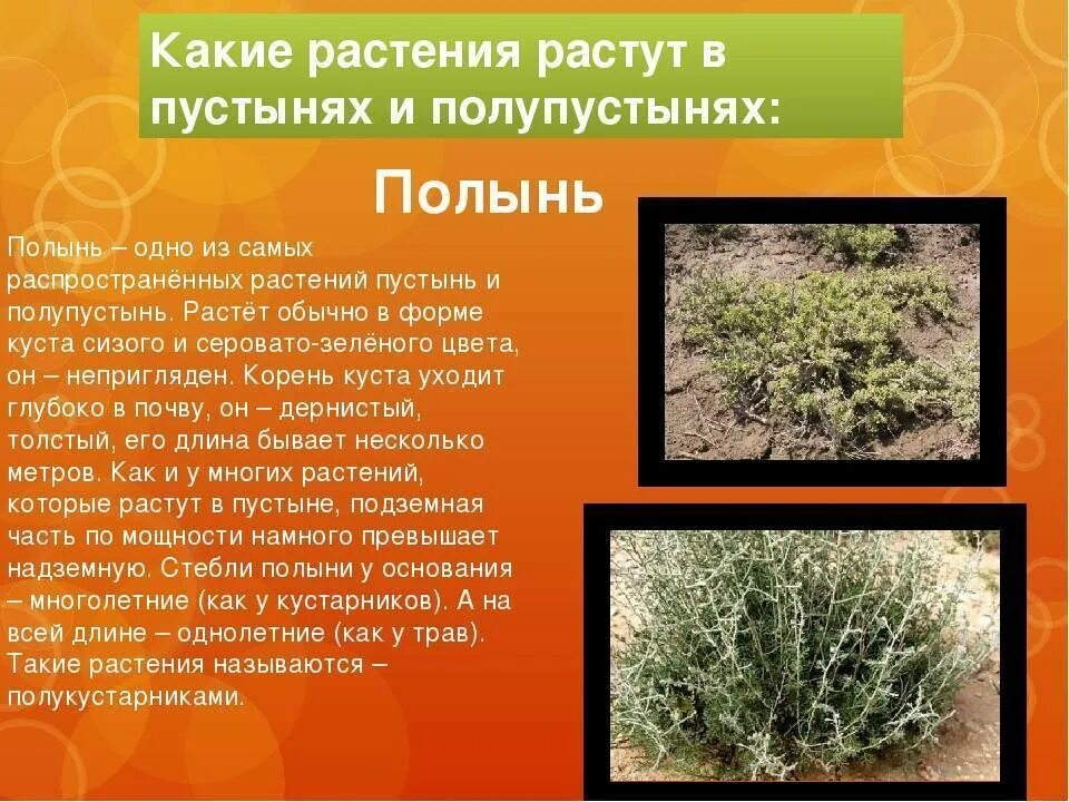 В какой природной зоне недостаток влаги. Растения пустыни и полупустыни в России. Пустынная растительность растения. Растения растущие в пустыне. Сообщение о растениях пустыни.
