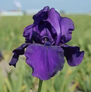 Iris 1 uzbek