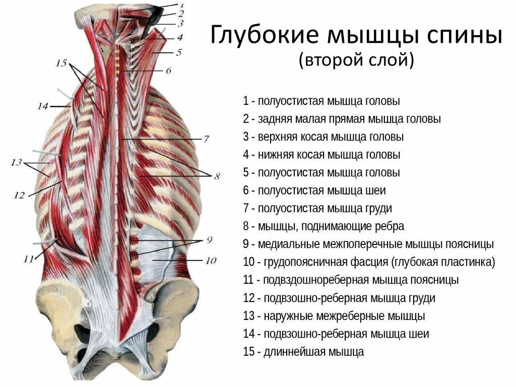 Верхняя туловища. Поперечно-остистая мышца спины анатомия. Мышцы спины анатомия поверхностный слой. Глубокие мышцы спины сзади. Поверхностный слой глубоких мышц спины.