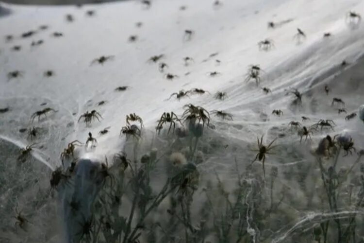 нашествие пауков в австралии. много пауков. остров айтолико с пауками. рой сенокосцев. пауки в доме.