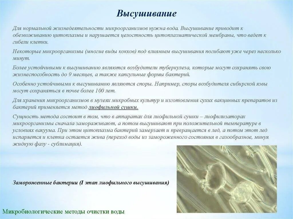 Некоторый вид бактерий. Высушивание микробиология. высушивание бактерий. лиофильное высушивание микроорганизмов. лиофильное высушивание это микробиология.