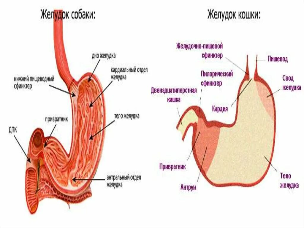 Строение желудка кошки. Кардинальный отдел желудка. Желудок кошки анатомия. Строение желудка кота.