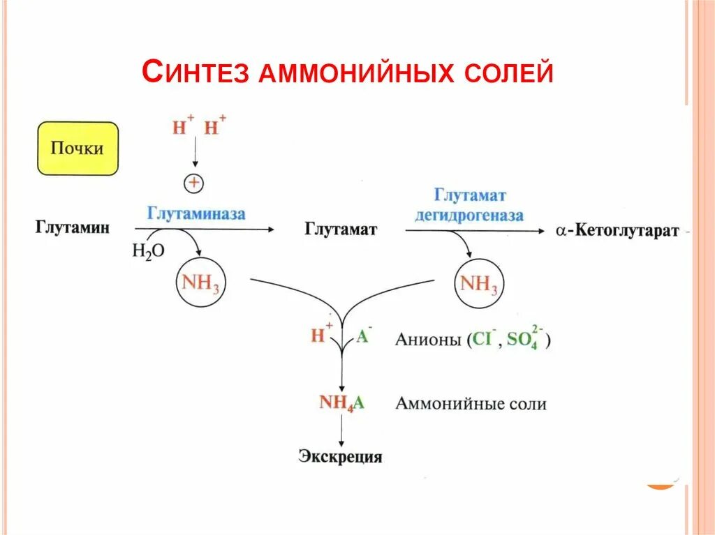 Синтез мочи. Аммонийные соли Синтез биохимия. Образование аммонийных солей в почках биохимия. Образование и выведение солей аммония почками. Синтез аммониевых солей.