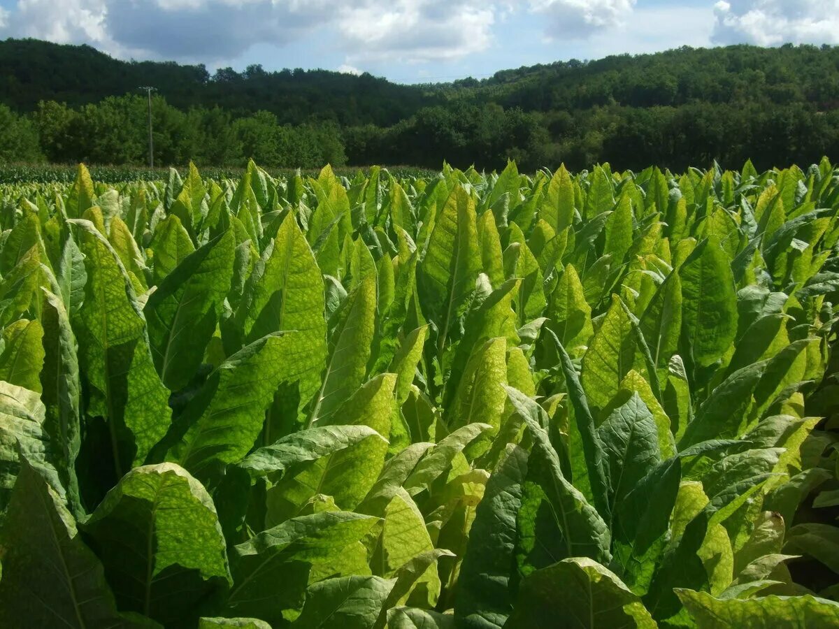 Сорт табака Берли ку15. Пенсильвания ред сорт табака. Табак махорка растение. Табак широколистный.