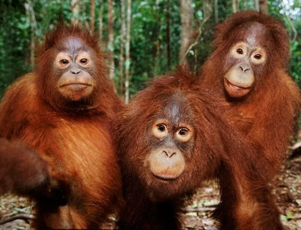 Волосатое трио. Смешные обезьяны. Три обезьяны. Приколы с обезьянами. Три обезьянки.