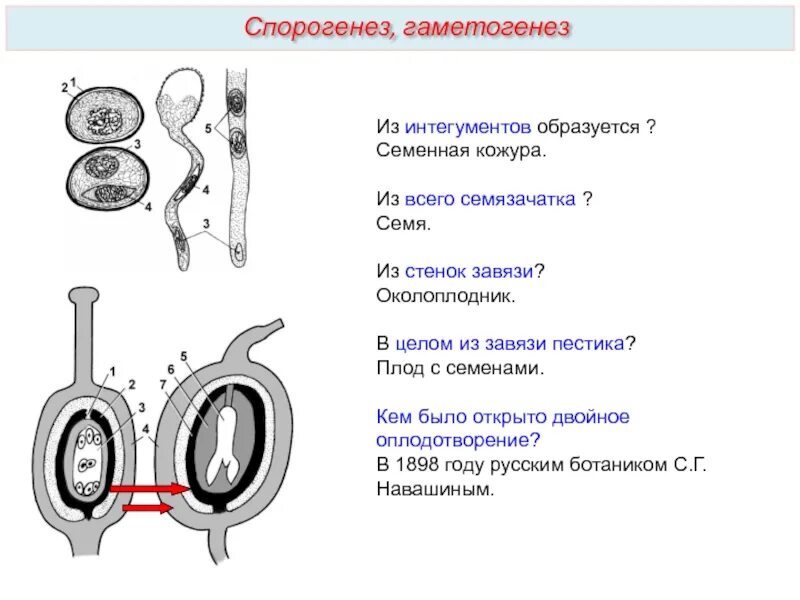 Какие половые клетки образуются в пестике. Из чего формируется семенная кожура. Семенная кожура из интегументов. Семенная кожура с семязачатками. Клетки семенной кожуры образуются из.