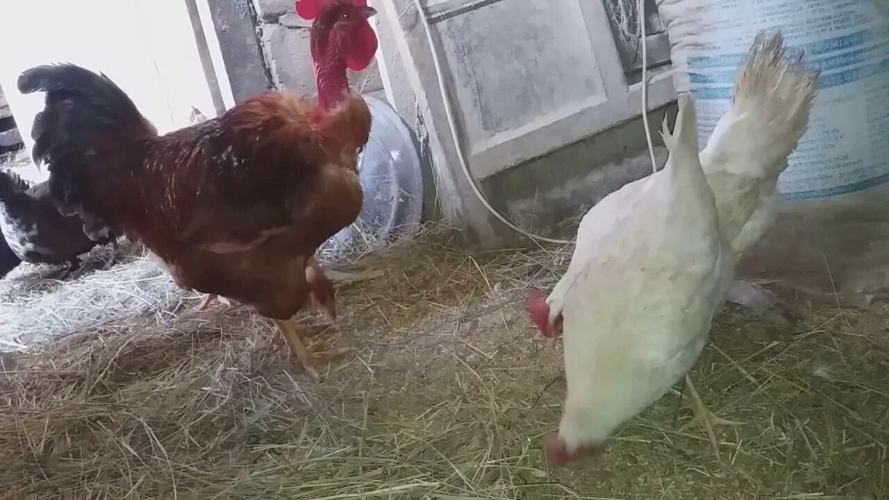 Размножение куриц. Петух и курица спариваются.