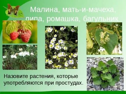 Малинов мама