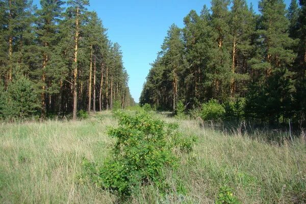 Погода титовка егорьевского района алтайского. Егорьевский заказник Алтайский край. Реликтовый ленточный Бор Алтайского края. Титовка Егорьевский район. Бор Егорьевского района.