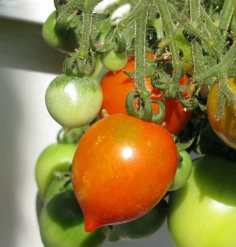 Томат сюрприз урожайность. Томат цыпочка. Комнатные томаты. Сорта комнатных томатов. Комнатные помидоры сорта.