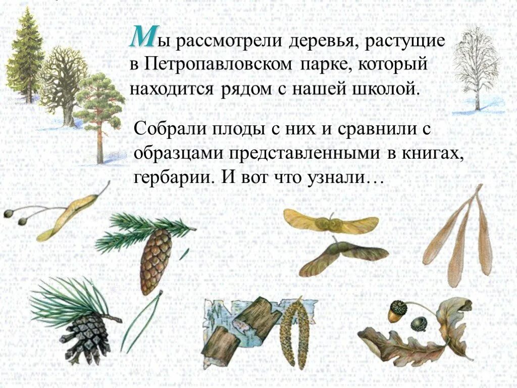 Плоды деревьев зимой. Определить деревья по плодам. Зимние деревья с плодами. Плоды лиственных деревьев зимой. Рассмотрите дерево поближе и вы заметите