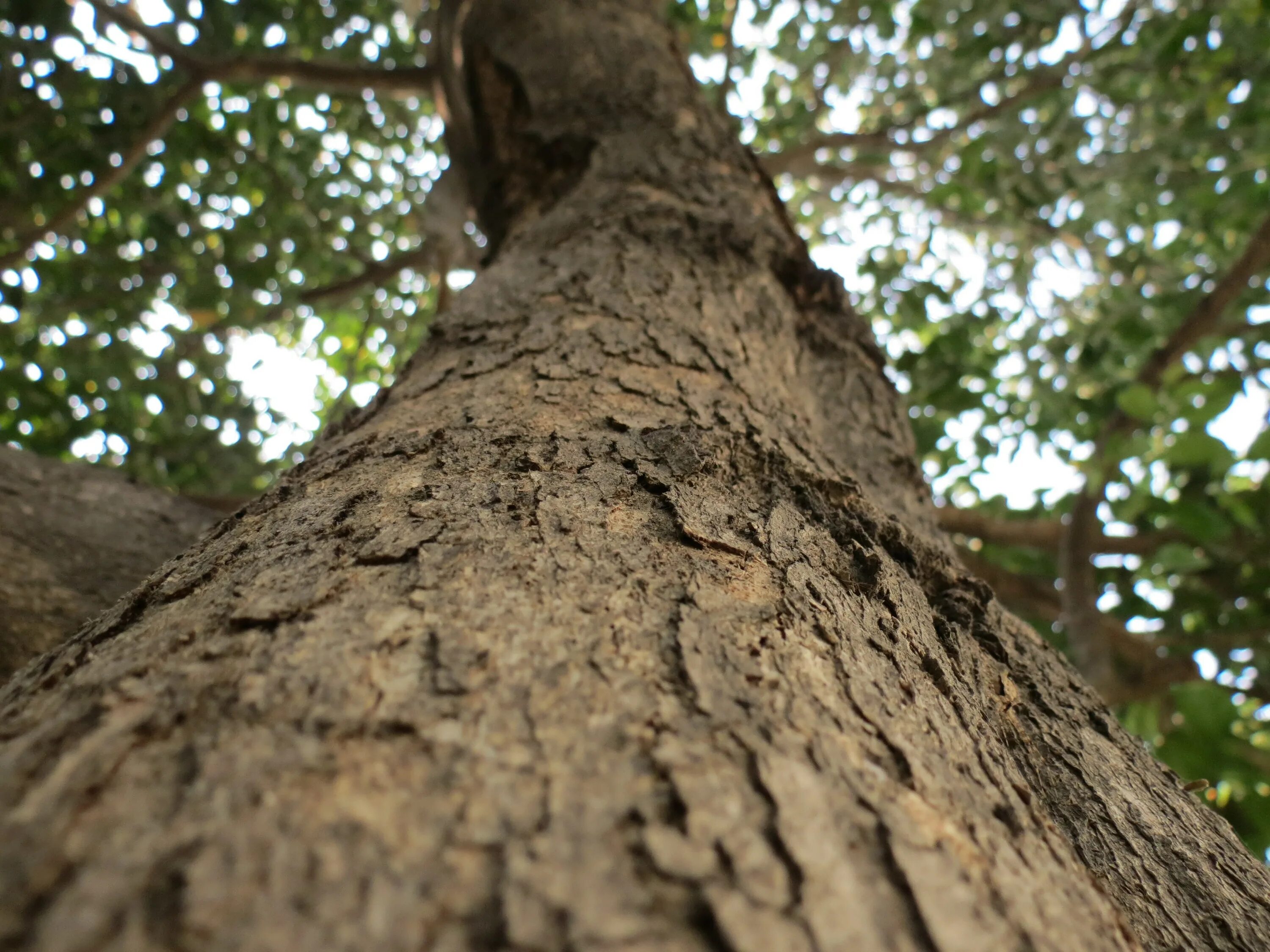 Its tree