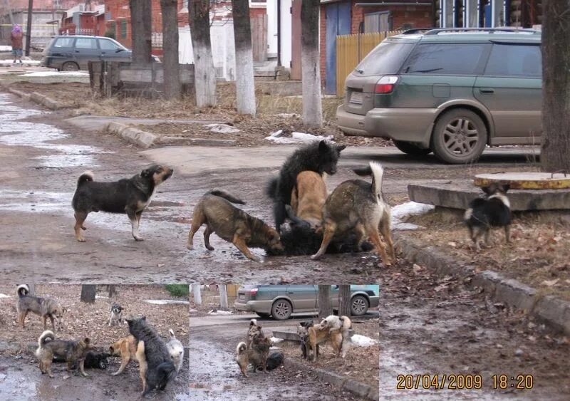 Нападения домашних. Уличные собаки. Бездомные собаки.