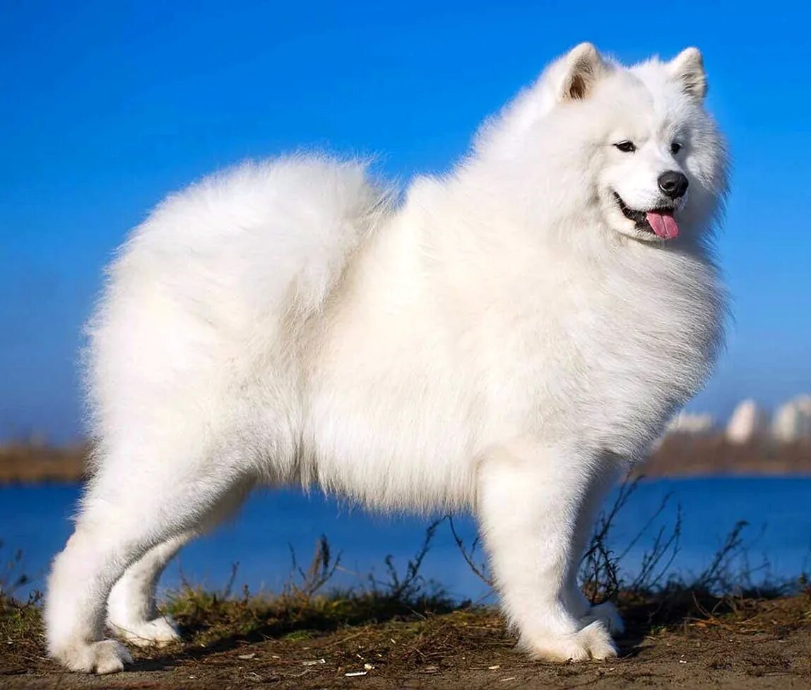 Самоедская лайка (самоед). Белая лайка самоед. Собака лайка самоед белая. Сибирская лайка самоед.