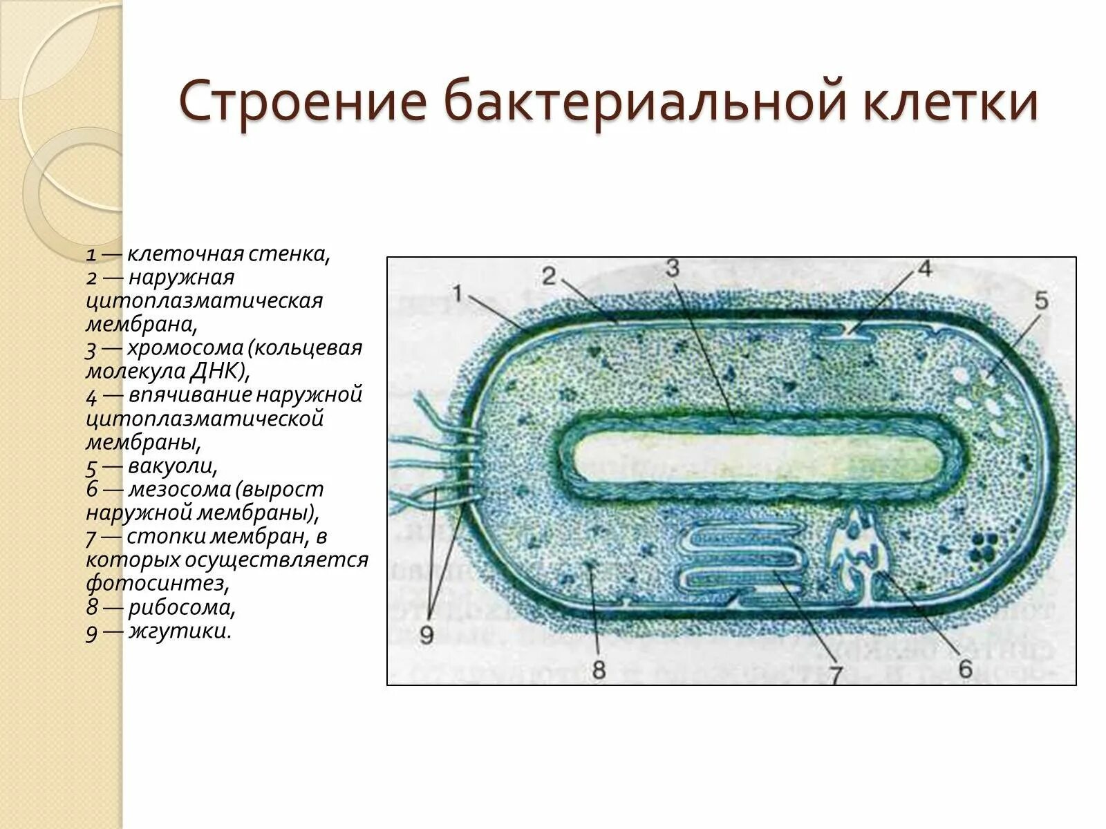 Прокариоты рисунок