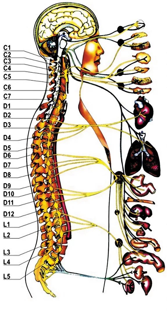 Буквы поясница. Иннервация позвоночника схема. Анатомия нервной системы шейного отдела позвоночника. Нервные окончания позвоночника. Позвонки и нервы.