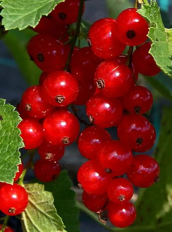 Какой сорт смородины лучше