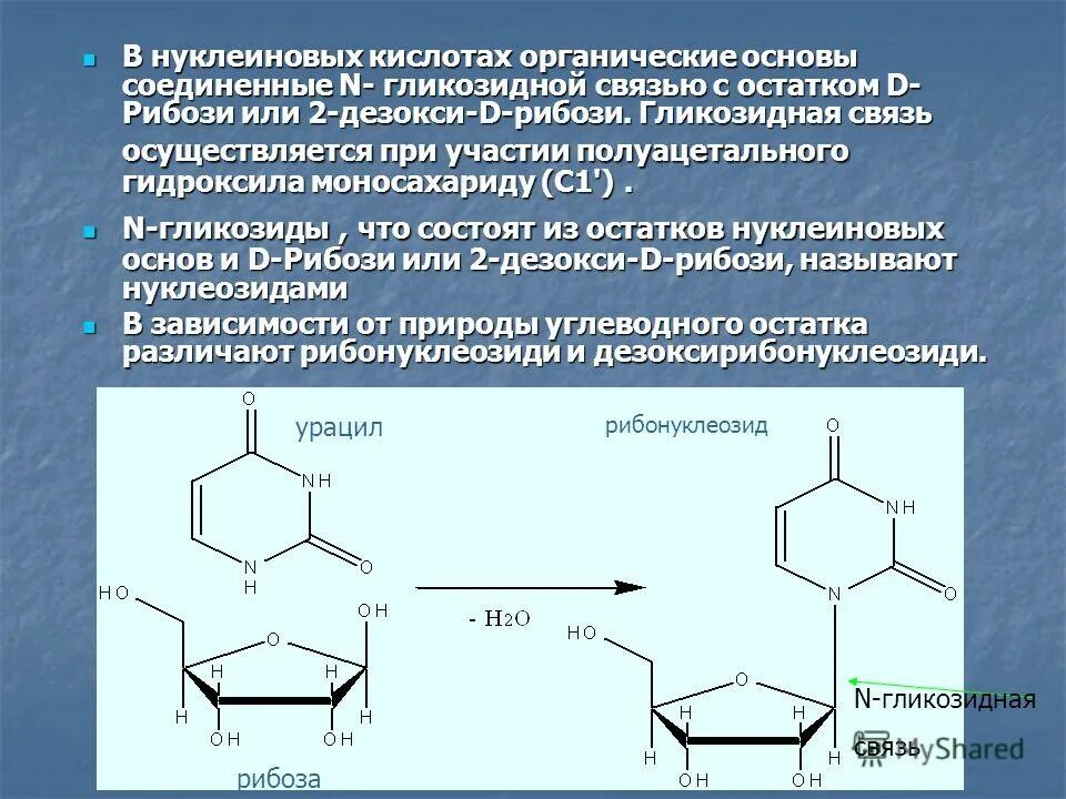 Нуклеиновая кислота вода. Бета n гликозидная связь. Бета 1 4 гликозидная связь. Гликозидные связи в углеводах. Гликопротеины с гликозидная связь.