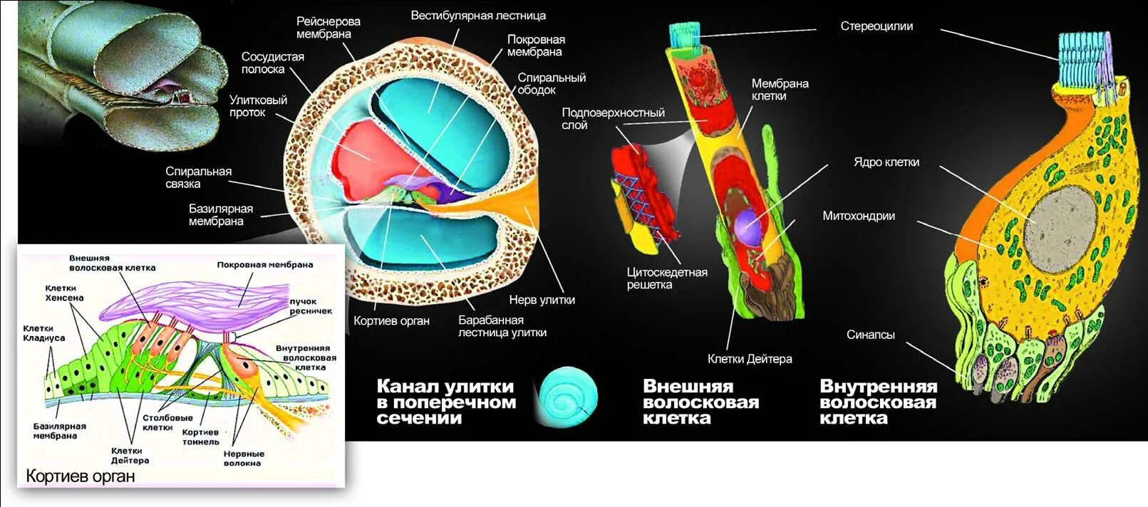 Мембраны внутреннего уха. Строение улитки Кортиев орган. Строение волосковых клеток внутреннего уха. Волосковые клетки улитки внутреннего уха. Волосковая клетка внутреннего уха строение.