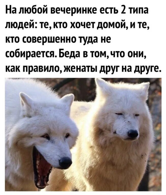 У меня есть два. Есть два типа людей картинки. существует два типа людей. волки смеются. на свете есть 2 типа людей.