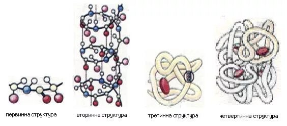 Трехмерная структура белка функции. Третинна структура білка. глобула это в биологии.